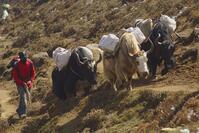 NEPAL Gokyo Valley -- A train of Yaks makes it's way up the southern side of the Gokyo valley. These hardy mountain beasts are one of the main forms of transportation in the Khumbu Himal (Everest region) of Nepal [PST110004328]