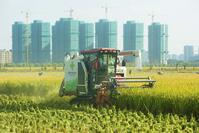 A combine harvester reaps rice in a field near high-rise buildings in Hangzhou in east China's Zhejiang province Wednesday, Nov. 06, 2024. [PST110004331]