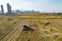 Combine harvesters reap rice in a field near high-rise buildings in Hangzhou in east China's Zhejiang province Wednesday, Nov. 06, 2024. [PST110004332]