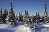 CANADA, MANITOBA,CHURCHILL AREA, TUNDRA, SPRUCE TREES AT TREE LINE [PST110004355]