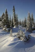 CANADA, MANITOBA,CHURCHILL AREA, TUNDRA, SPRUCE TREES AT TREE LINE [PST110004356]