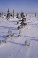 CANADA, MANITOBA,CHURCHILL AREA, TUNDRA, SPRUCE TREES AT TREE LINE [PST110004357]