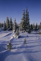 CANADA, MANITOBA,CHURCHILL AREA, TUNDRA, SPRUCE TREES AT TREE LINE [PST110004358]