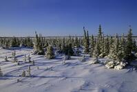 CANADA, MANITOBA,CHURCHILL AREA, TUNDRA, SPRUCE TREES AT TREE LINE [PST110004359]