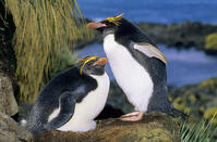 Macaroni penguin (Eudyptes chrysolophus) [PST110004368]