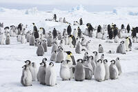 EMPEROR PENGUIN [PST110004369]