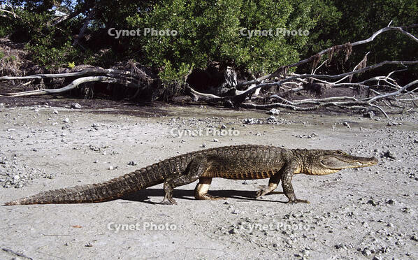 American Alligator (Alligator mississipp.......... [PST110004206]