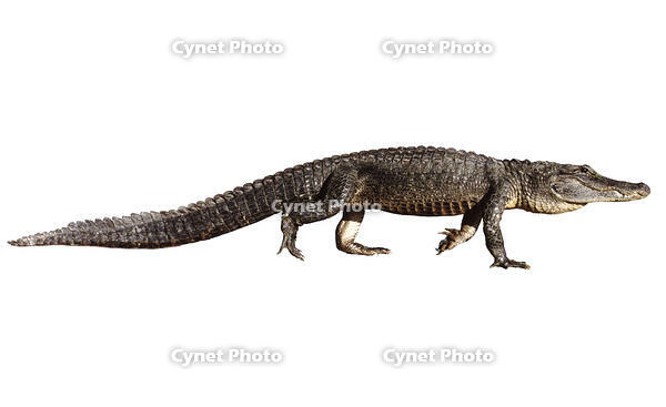 American Alligator (Alligator mississipp.......... [PST110004207]