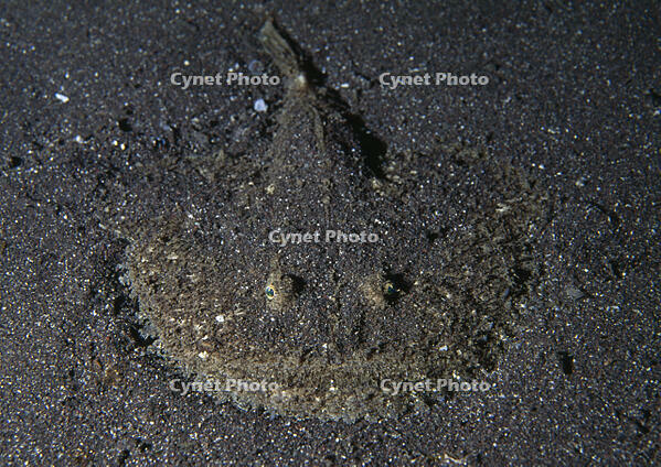 ANGLERFISH [PST110004227]