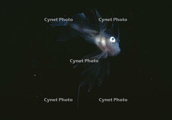 ANGLERFISH [PST110004228]