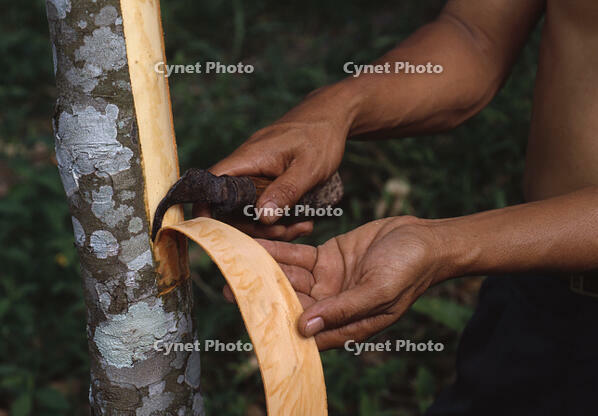 PANDANG CINNAMON [PST110004236]