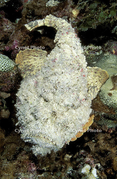 526111200 [PST110004247]