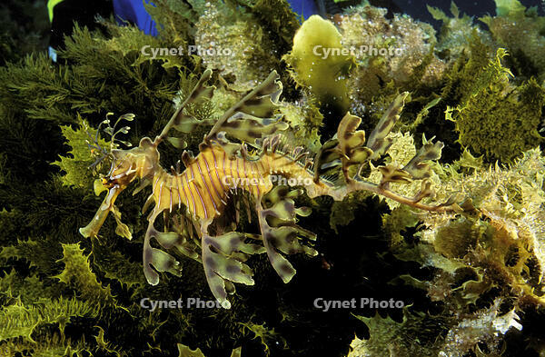LEAFY SEADRAGON [PST110004248]