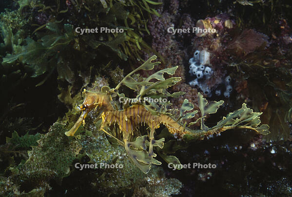 LEAFY SEADRAGON [PST110004249]