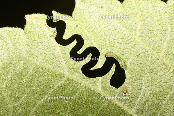 Elm Zigzag Sawfly Aproceros leucopoda larva eating English Elm Ulmus procera leaf, London, June. [PST110004273]