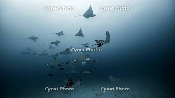 Large group of Eagle Rays, underwater view, Cancun, Mexico [PST110004292]