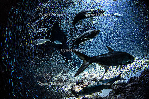 Tarpon hunting Silversides [PST110004293]