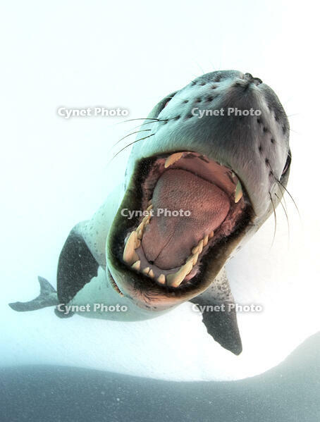 Leopard seal (Hydrurga leptonyx), mouthing its own reflection in the camera port , Astrolabe Island, Antarctica [PST110004294]