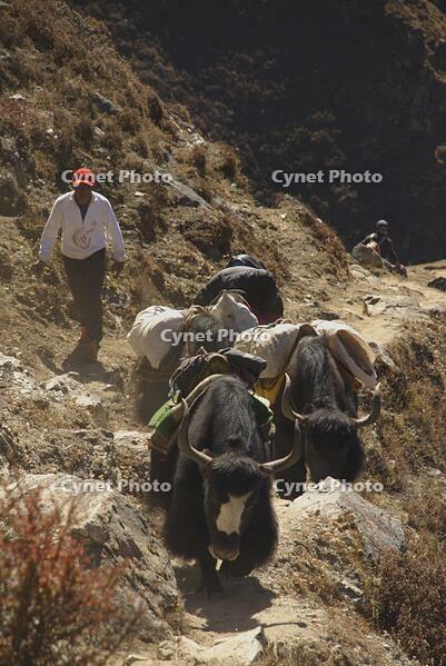 NEPAL Gokyo Valley -- A train of Yaks makes it's way up the northern side of the Gokyo valley. These hardy mountain beasts are one of the main forms of transportation in the Khumbu Himal (Everest region) of Nepal [PST110004325]