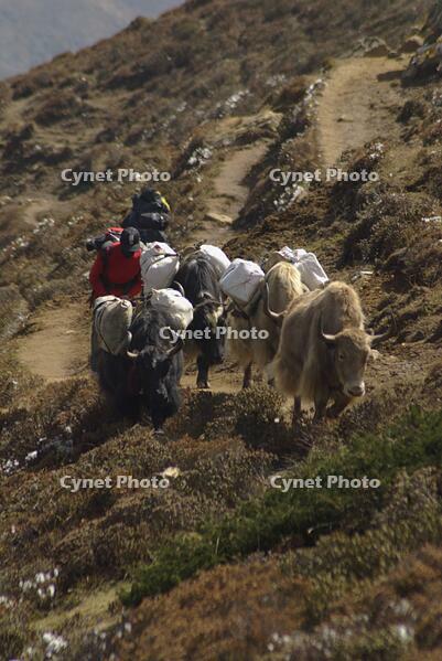 NEPAL Gokyo Valley -- A Sherpa guides his Yaks up the Gokyo valley in the Khumbu Himal (Everest region) of Nepal. These beasts of burden are a popular form of transport in this roadless region [PST110004326]