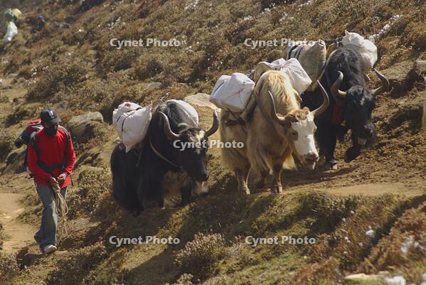 NEPAL Gokyo Valley -- A train of Yaks makes it's way up the southern side of the Gokyo valley. These hardy mountain beasts are one of the main forms of transportation in the Khumbu Himal (Everest region) of Nepal [PST110004328]