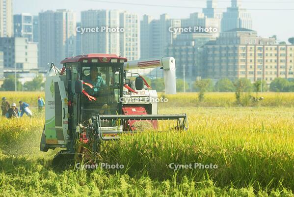A combine harvester reaps rice in a field near high-rise buildings in Hangzhou in east China's Zhejiang province Wednesday, Nov. 06, 2024. [PST110004330]