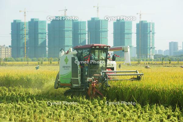 A combine harvester reaps rice in a field near high-rise buildings in Hangzhou in east China's Zhejiang province Wednesday, Nov. 06, 2024. [PST110004331]