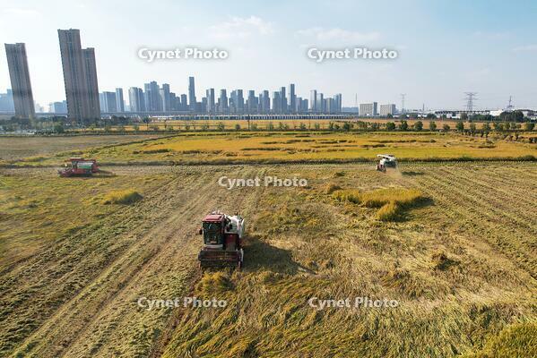 Combine harvesters reap rice in a field near high-rise buildings in Hangzhou in east China's Zhejiang province Wednesday, Nov. 06, 2024. [PST110004332]