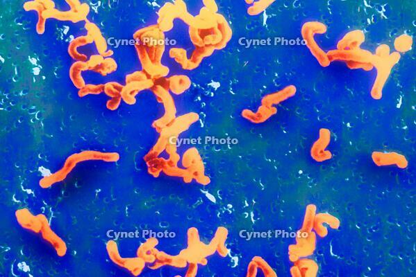 HELICOBACTER  PYLORI [PST110004366]