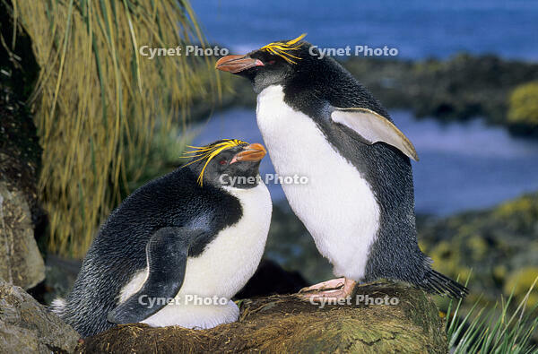 Macaroni penguin (Eudyptes chrysolophus) [PST110004368]