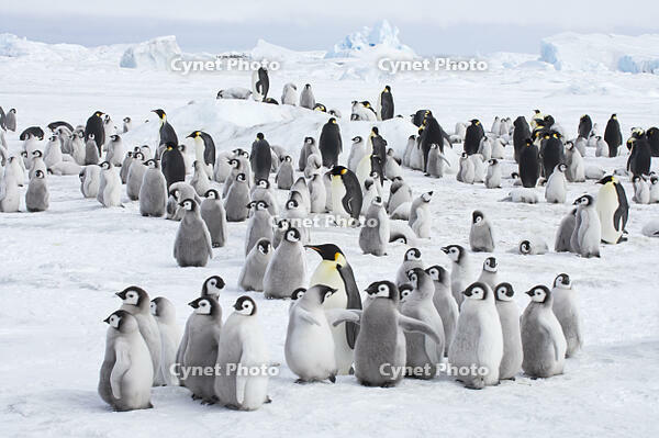 EMPEROR PENGUIN [PST110004369]