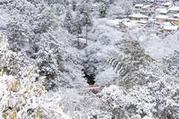 雪の清滝川と指月橋　高雄 [MOP110102023]