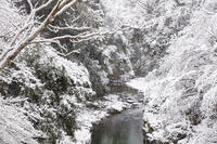 雪の清滝川　高雄 [MOP110102033]