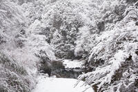 雪の清滝川　高雄 [MOP110102034]