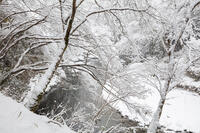雪の清滝川　高雄 [MOP110102035]