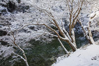 雪の清滝川　高雄 [MOP110102047]