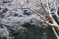雪の清滝川　高雄 [MOP110102052]