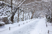雪の三千院参道　大原 [MOP110102074]