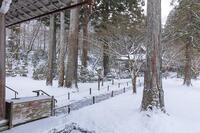 雪の三千院　有清園と往生極楽院　大原 [MOP110102084]