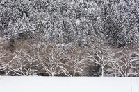 雪の林 [MOP110102122]