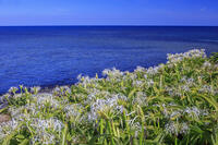ハマユウ咲く夢崎明神海岸　角島 [MOP110103307]