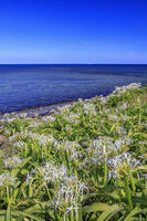 ハマユウ咲く夢崎明神海岸　角島 [MOP110103308]