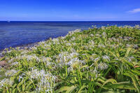 ハマユウ咲く夢崎明神海岸　角島 [MOP110103309]