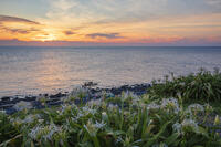 ハマユウ咲く夢崎明神海岸夕景　角島 [MOP110103332]
