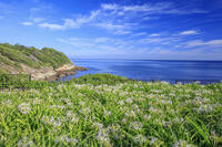 夏井ヶ浜のハマユウ自生地 [MOP110103339]