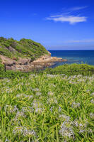 夏井ヶ浜のハマユウ自生地 [MOP110103344]