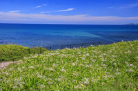 夏井ヶ浜のハマユウ自生地 [MOP110103346]