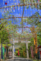 宮地嶽神社　風凛まつり [MOP110103361]