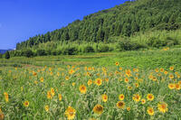 ヒマワリ咲くむつみフラワーロード [MOP110103367]