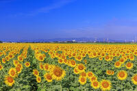 ヒマワリ咲く笠岡ベイファーム [MOP110103389]